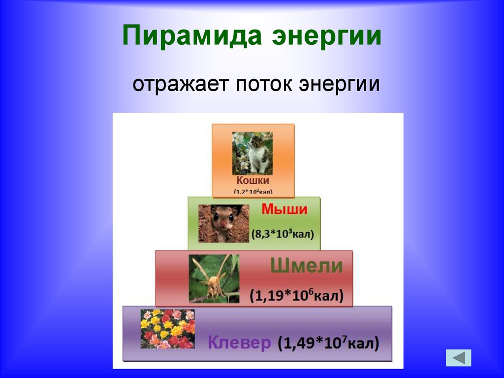 Презентация на тему экологические пирамиды