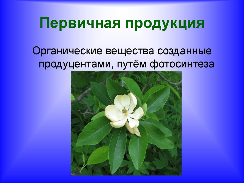 Первичная биология. Чистая первичная продукция. Первичная биологическая продукция. Первичная продукция это в биологии. Первичная продукция примеры.