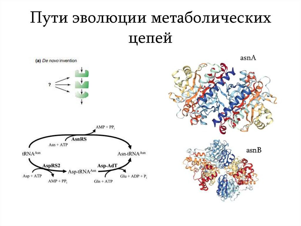 Пути эволюции рисунок