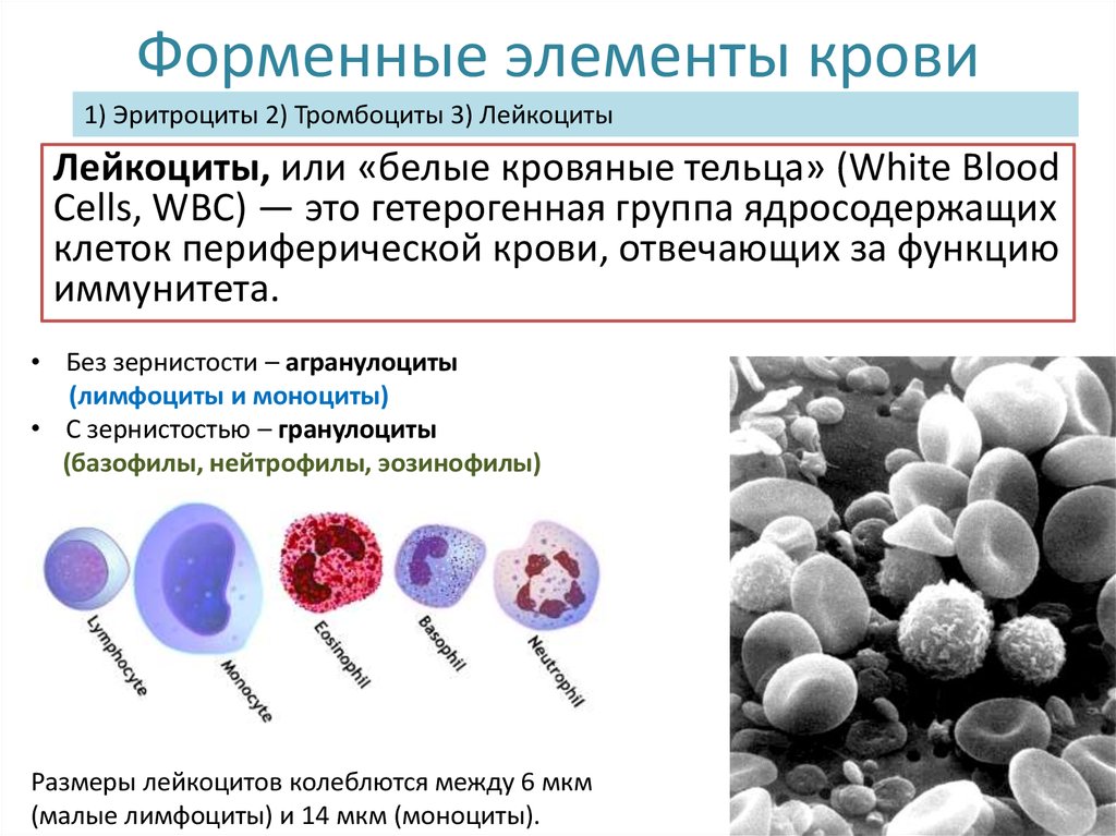 Элементы белой крови. Форменные элементы крови лимфоциты. Эритроциты тромбоциты фагоциты лимфоциты. Фирменные элементы крови лимфоцит. Форменные элементы лейкоциты лимфоциты.