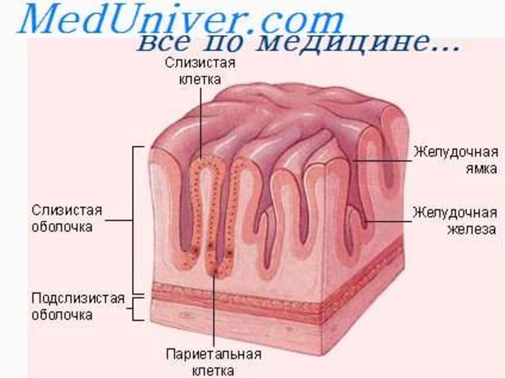Слизистая оболочка желудка содержит. Строение слизистой стенки желудка. Слои стенки желудка анатомия. Слизистая оболочка желудка состоит из эпителия. Строение слизистой оболочки желудка.