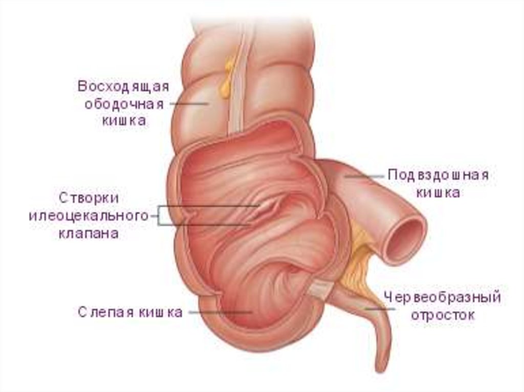 Слепая кишка. Слепая кишка и червеобразный отросток. Слепая кишка и аппендикс анатомия. Слепой отросток толстой кишки. Строение слепой кишки и червеобразного отростка.