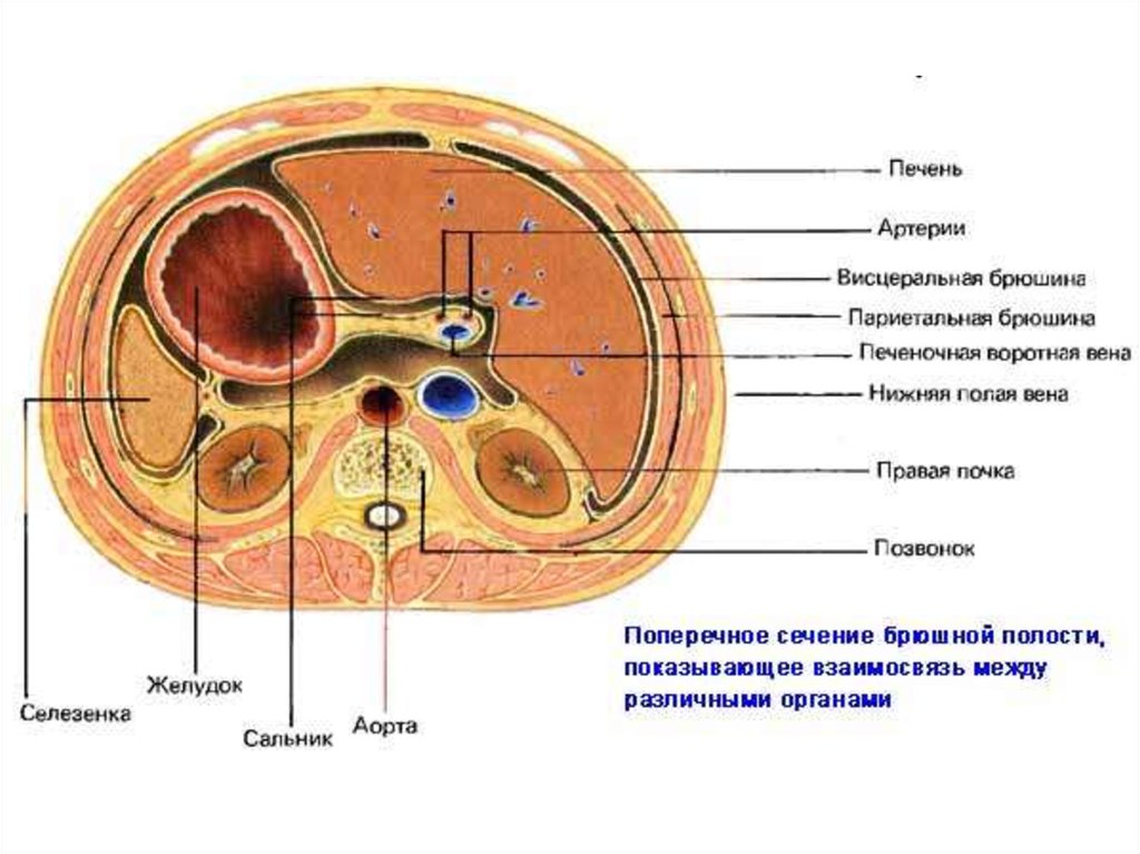 Поперечный разрез через сальниковую сумку схема - 84 фото