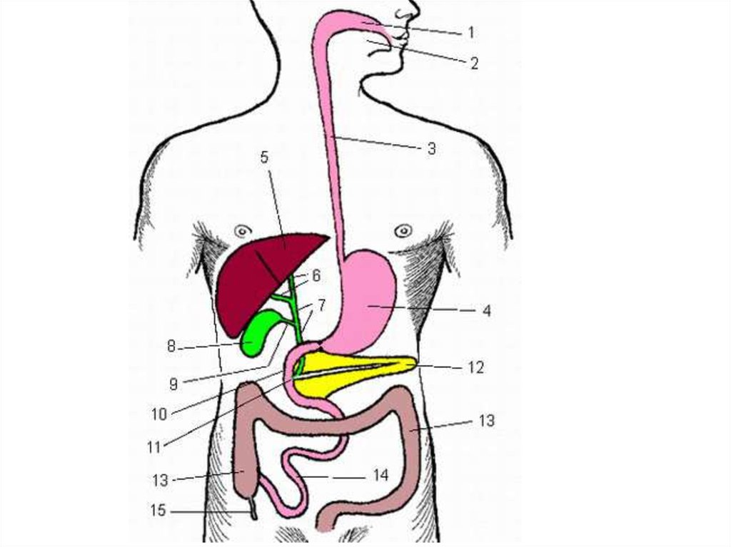 Желудочно кишечный тракт фото