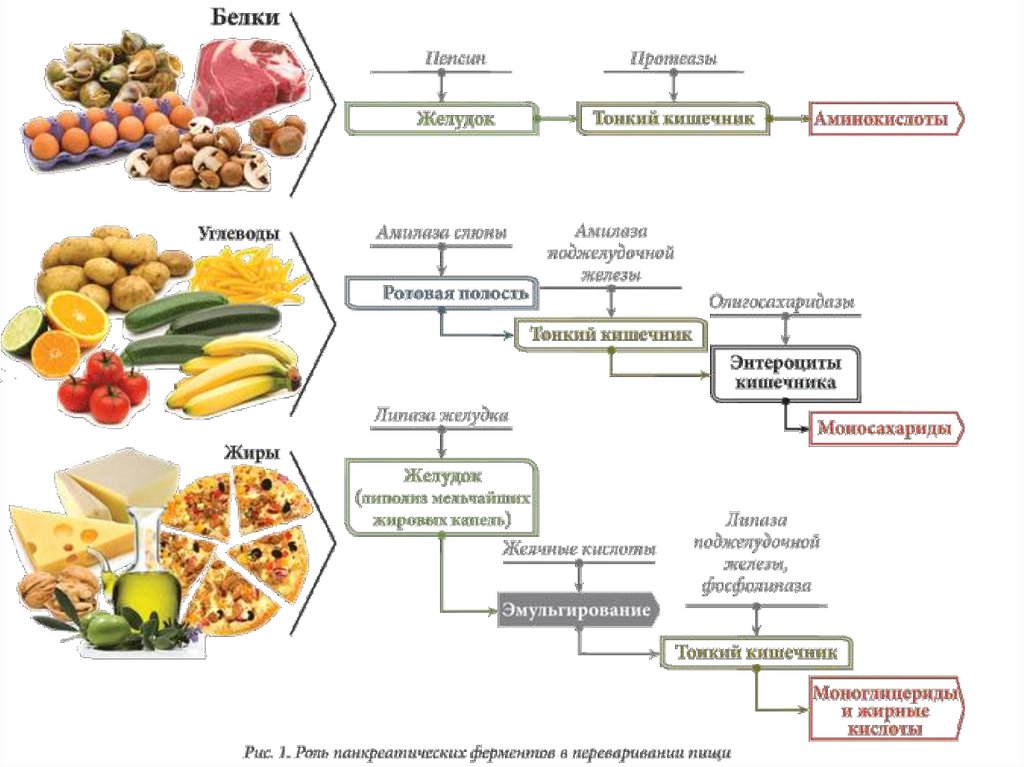 Передвижение и питание. Ферменты пищевой системы человека. Пищеварительные ферменты для жира. Ферменты для переваривания овощей. Липаза схема расщепления.
