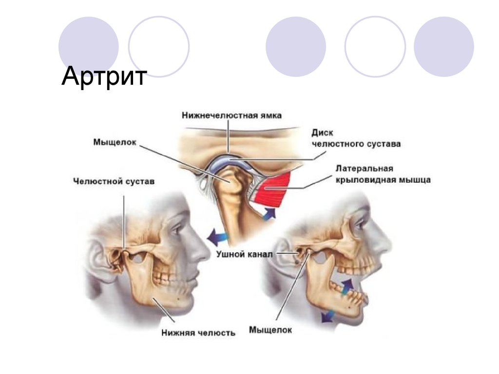 Анатомия внчс презентация