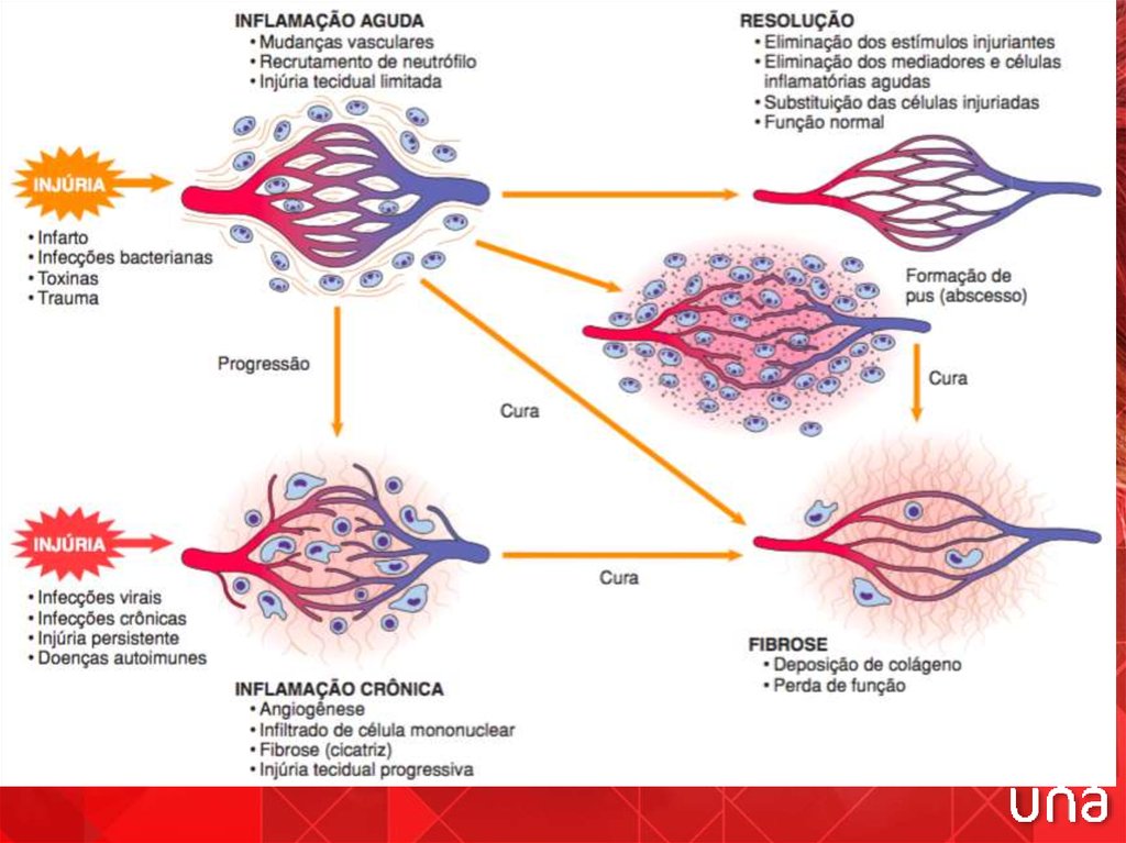 Inflamação Online Presentation 2410