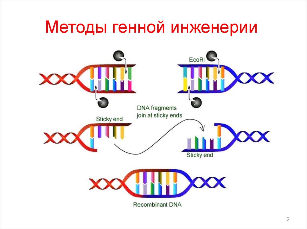 Генная инженерия схема