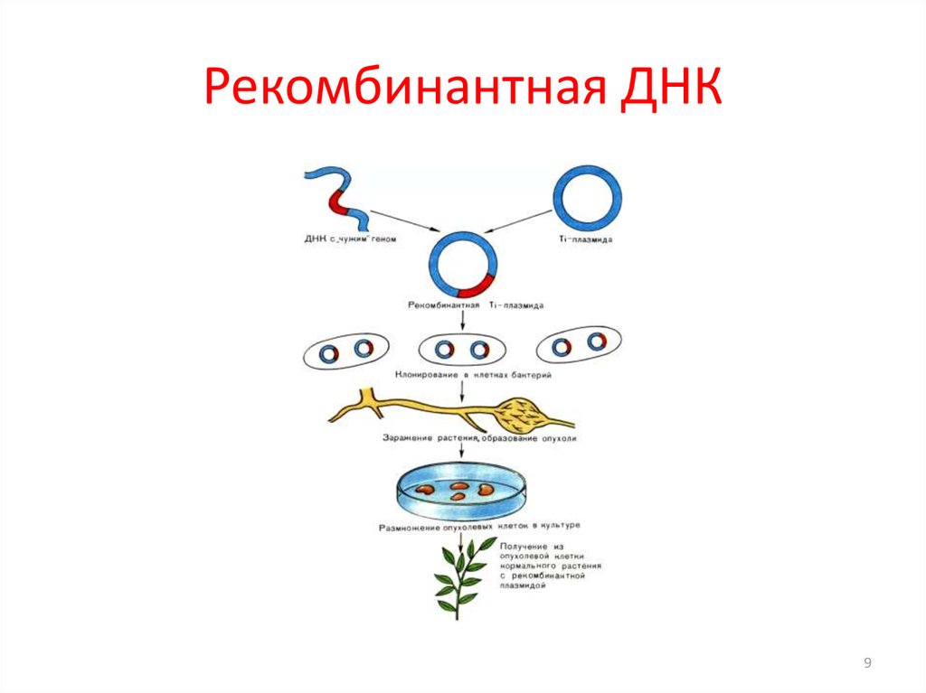 Получение ген. Технология получения рекомбинантной молекулы ДНК. Схема получения рекомбинантной ДНК. Этапы получения рекомбинантных молекул. Схема получения рекомбинантной молекулы ДНК..