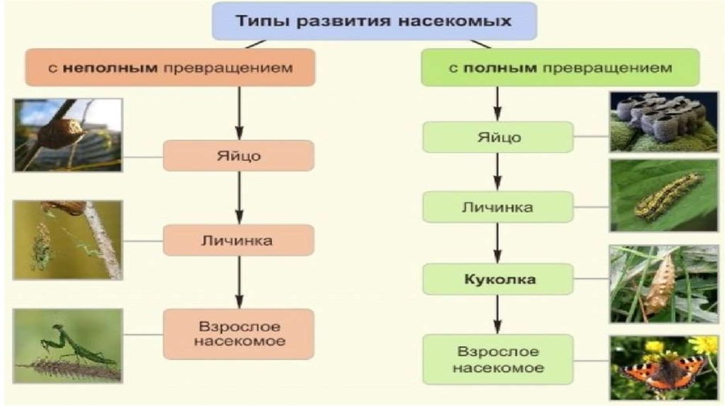 Прямое и непрямое развитие организмов презентация