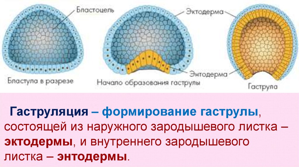 Бластула это. Гаструляция зародышевые листки. Эктодерма энтодерма мезодерма бластула гаструла. Бластуляция и гаструляция. Образование гаструлы из бластулы.