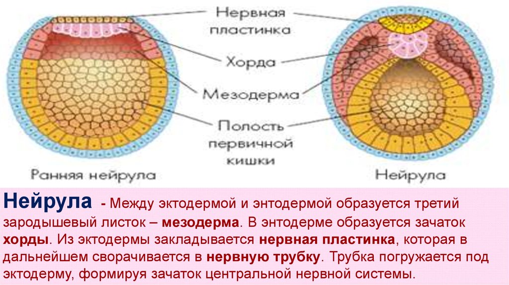 Нейрулы позвоночных животных