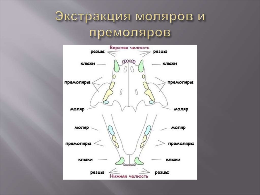 Экстракция моляров и премоляров