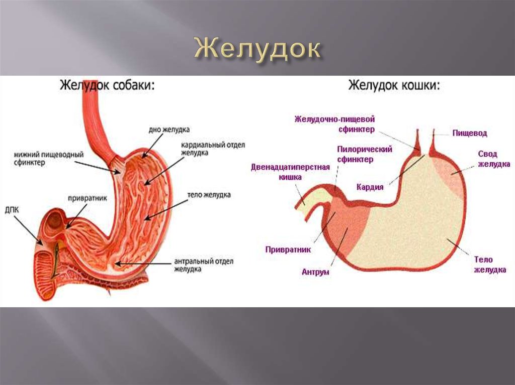 Нижняя часть желудка. Строение желудка вид спереди. Антральный отдел желудка анатомия человека. Строение желудка собаки анатомия. Внешнее строение желудка анатомия.