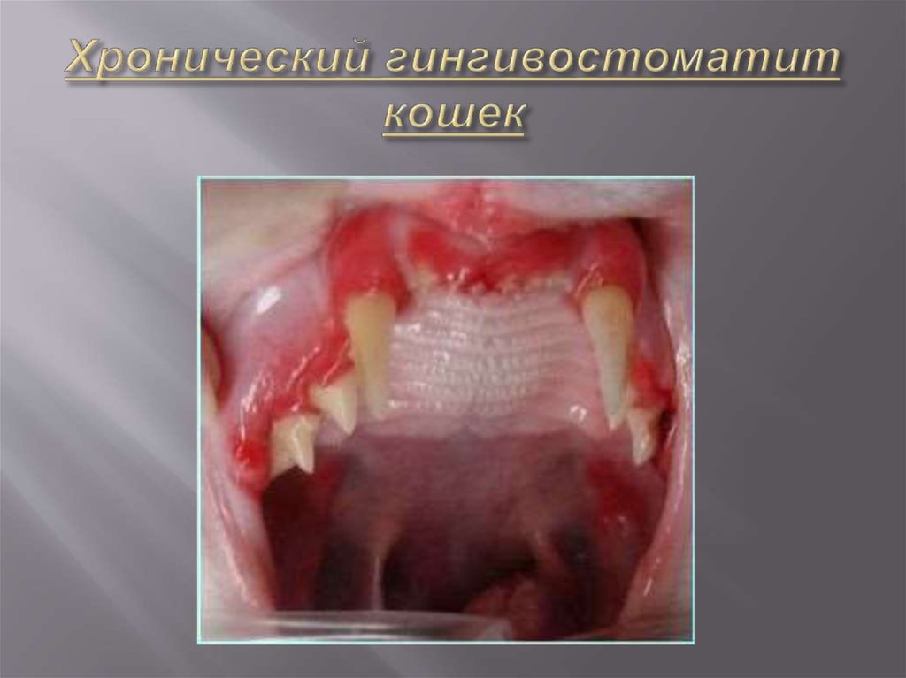 Хронический гингивостоматит кошек
