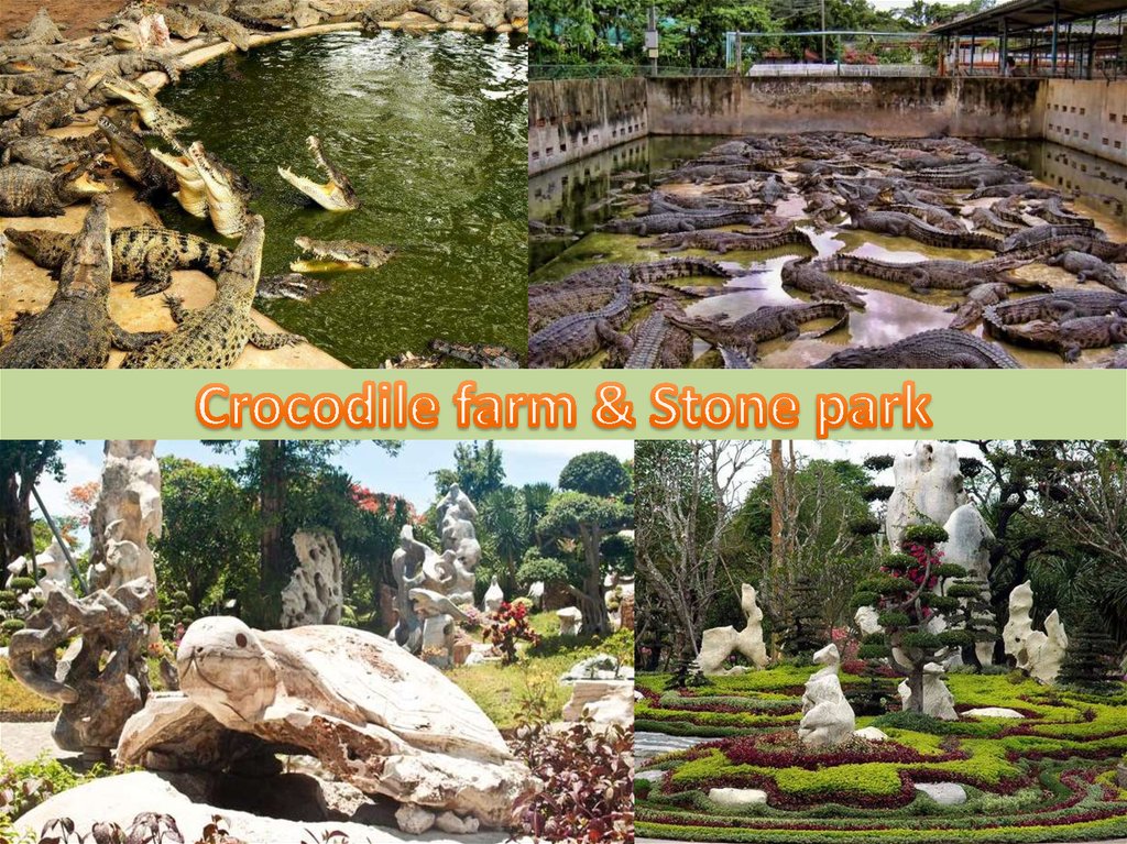 Crocodile farm & Stone park