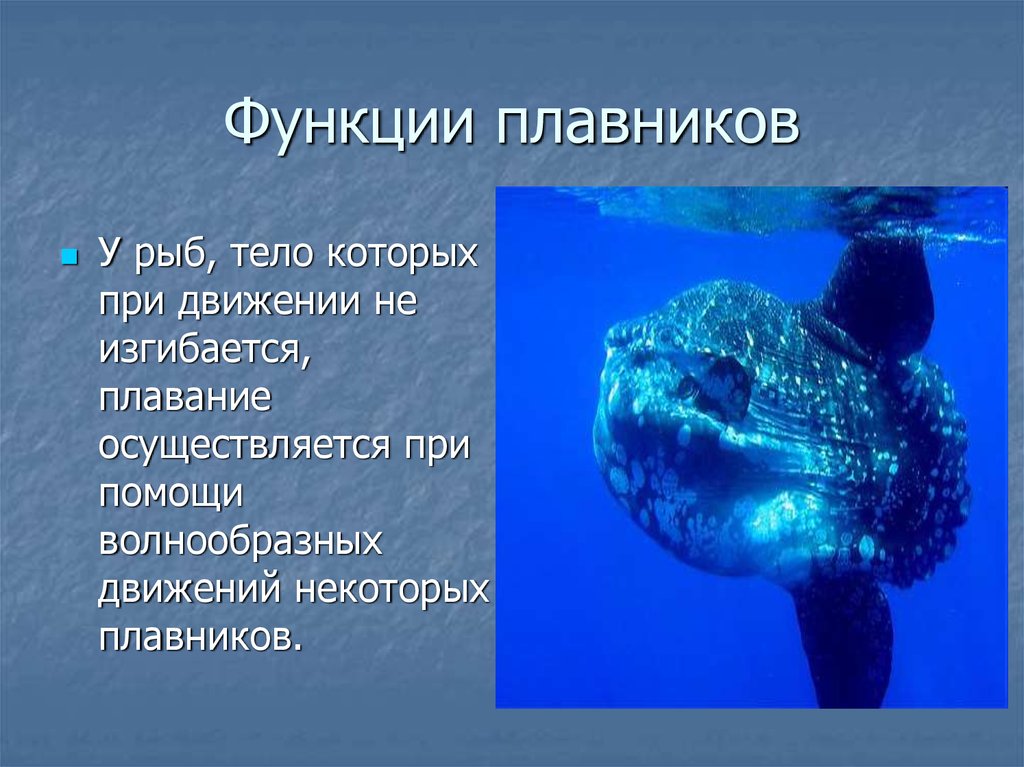 Формула плавников. Движение рыб - презентация онлайн