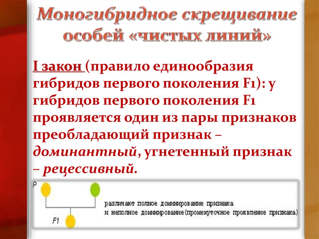 Презентация моногибридное скрещивание первый и второй законы менделя 10 класс