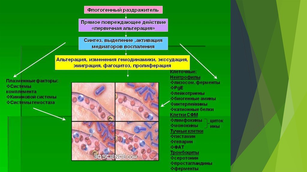 Классификация цитокинов презентация