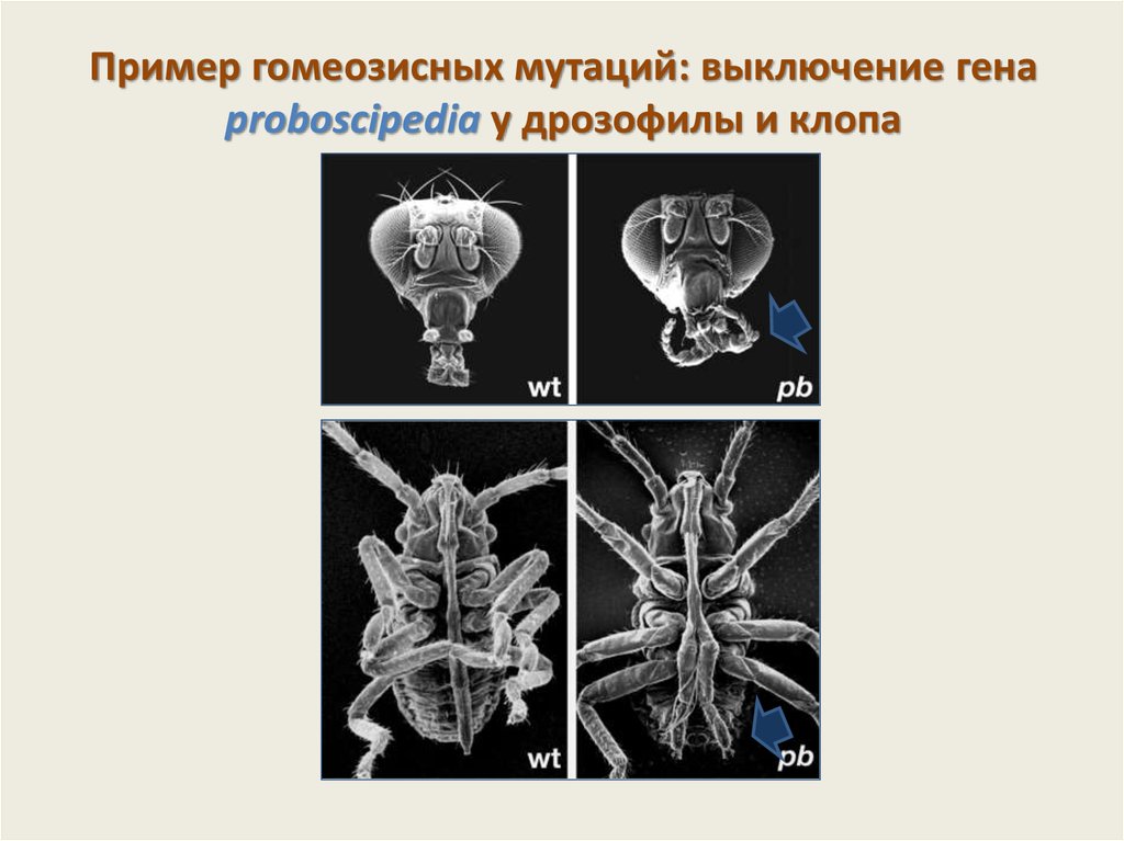 Исследование дрозофил