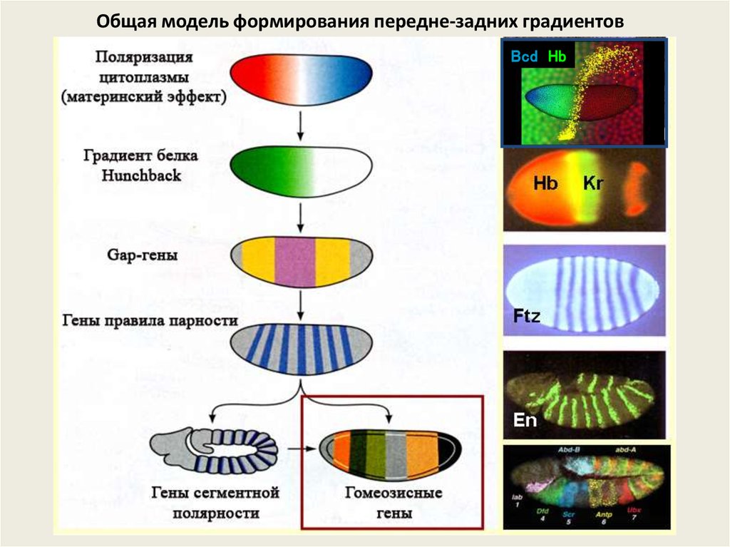 Дрозофила как объект генетических исследований презентация