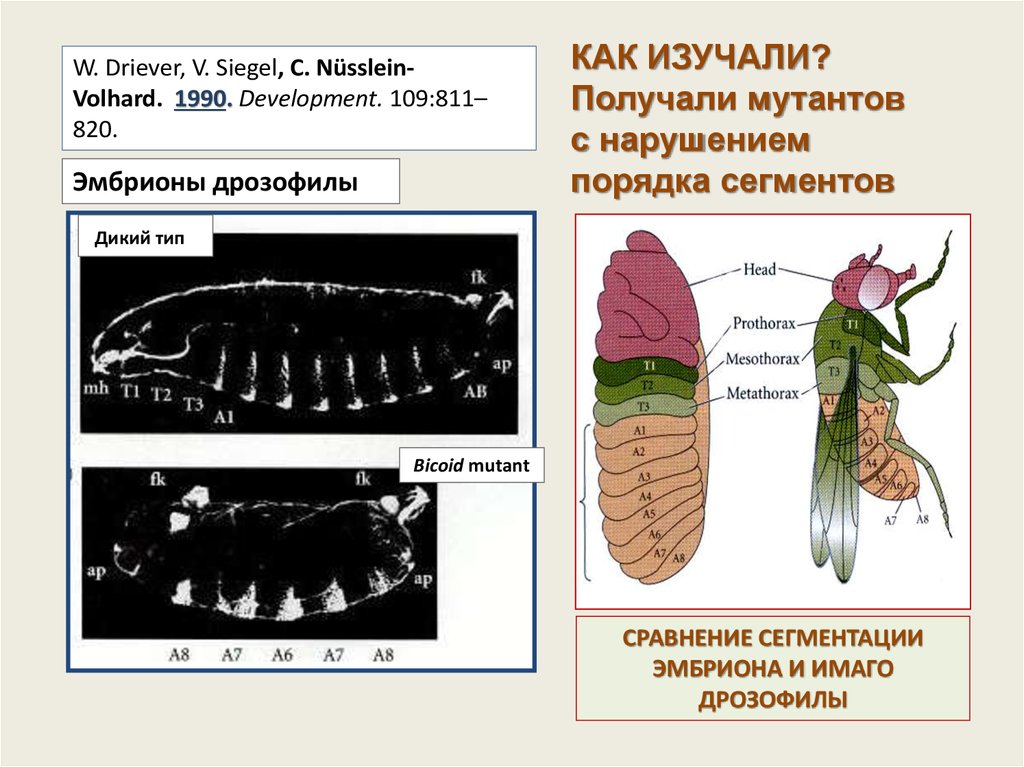 Дрозофила как объект генетических исследований презентация