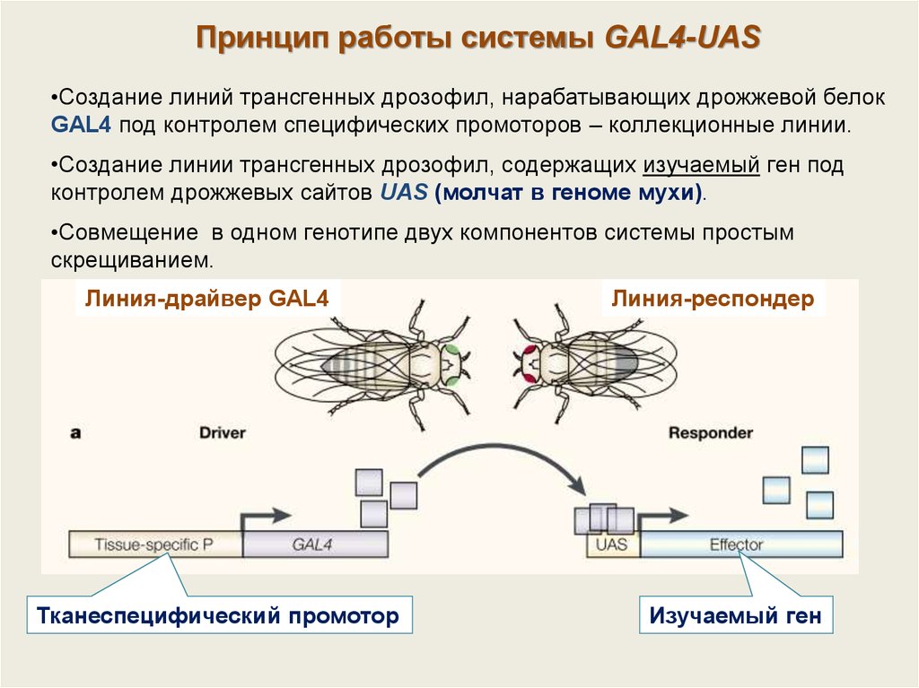 Генотип дрозофилы