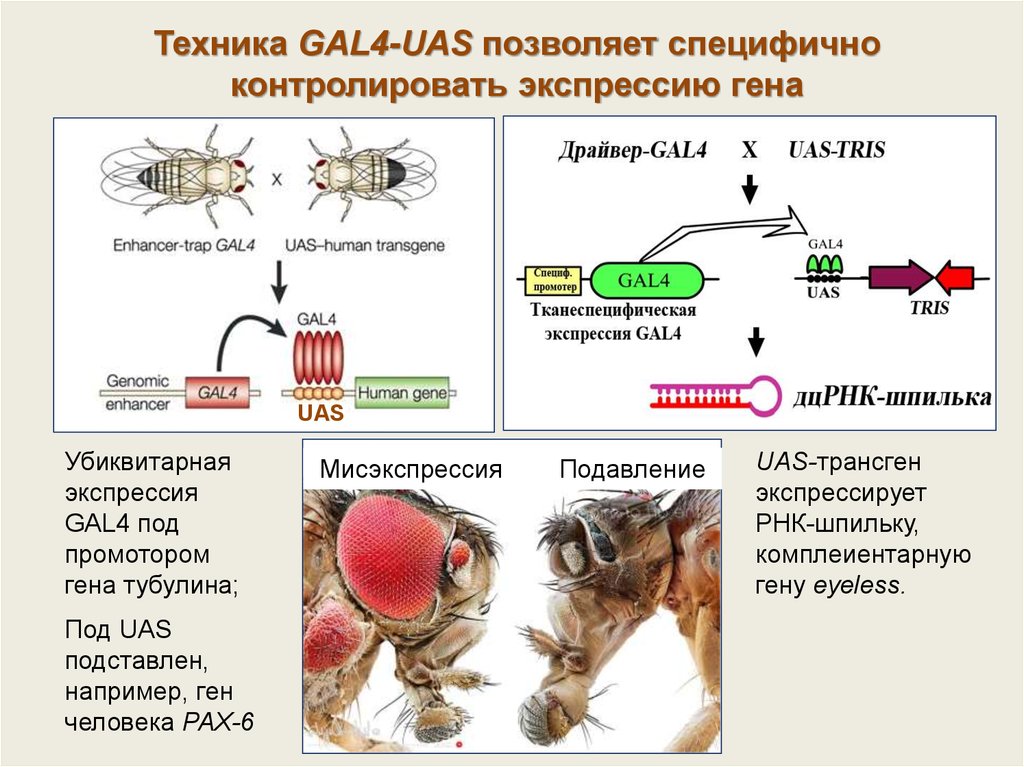 Дрозофила геном