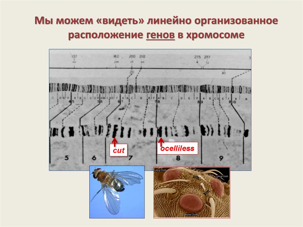 Дрозофила как объект генетических исследований презентация