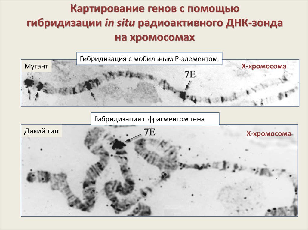Презентация картирование хромосом