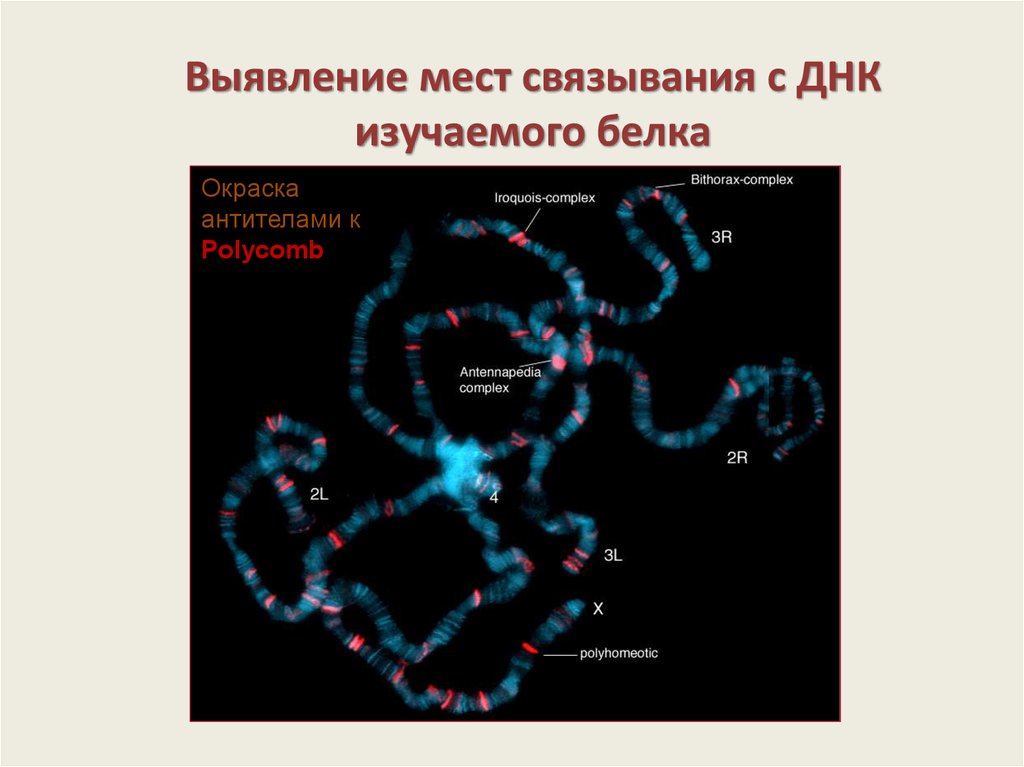 Генетическая карта дрозофилы