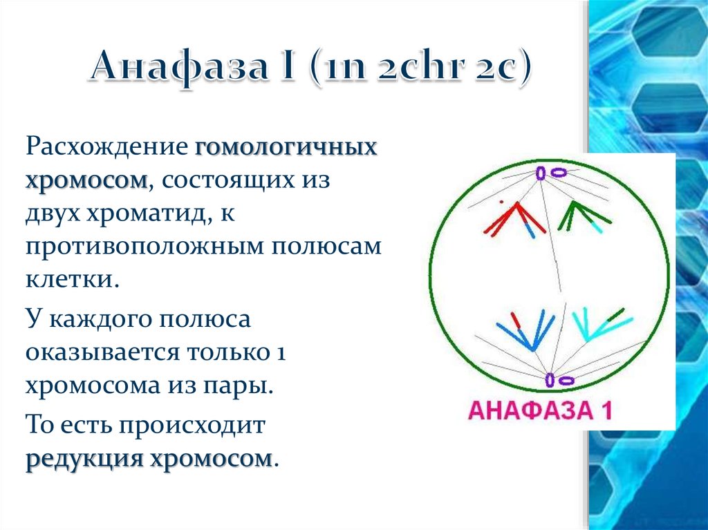 Мейоз анафаза 2 набор хромосом. Анафаза мейоза 2. Мейоз 1 анафаза 1. Анафаза 1 и 2. Анафаза 2 набор 1.