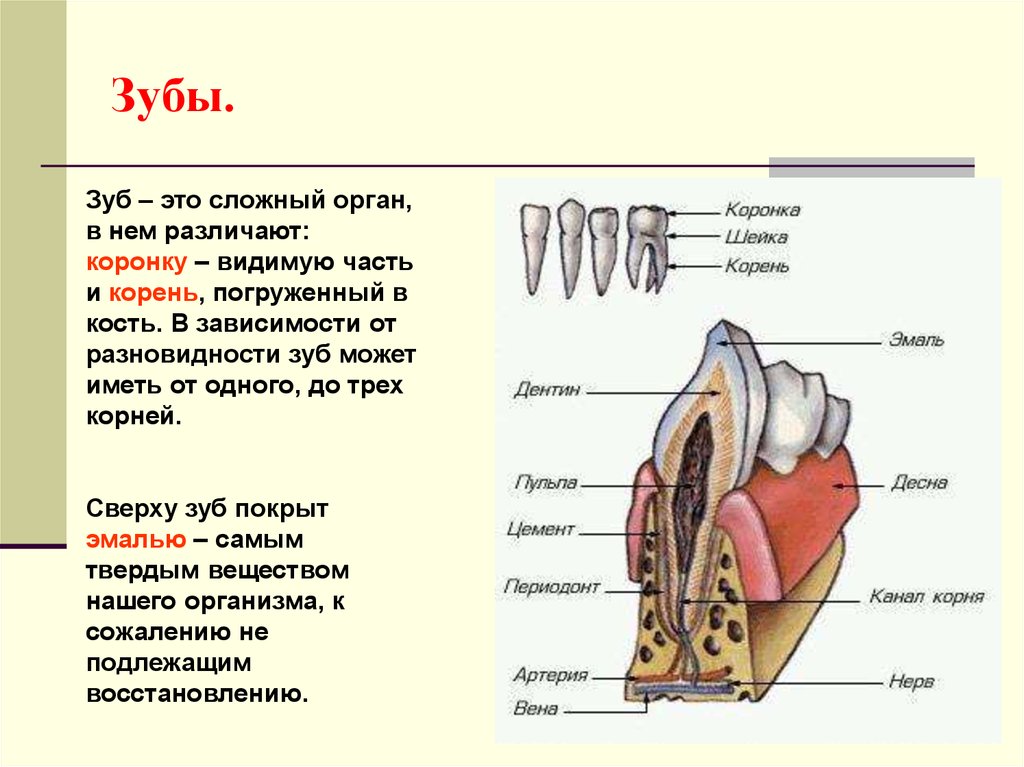 Зуб это. Пищеварительная система строение зубов. Пищеварительная система человека анатомия зубы. Пищеварительная система человека ротовая полость зубы. Зубы это орган пищеварительной системы.