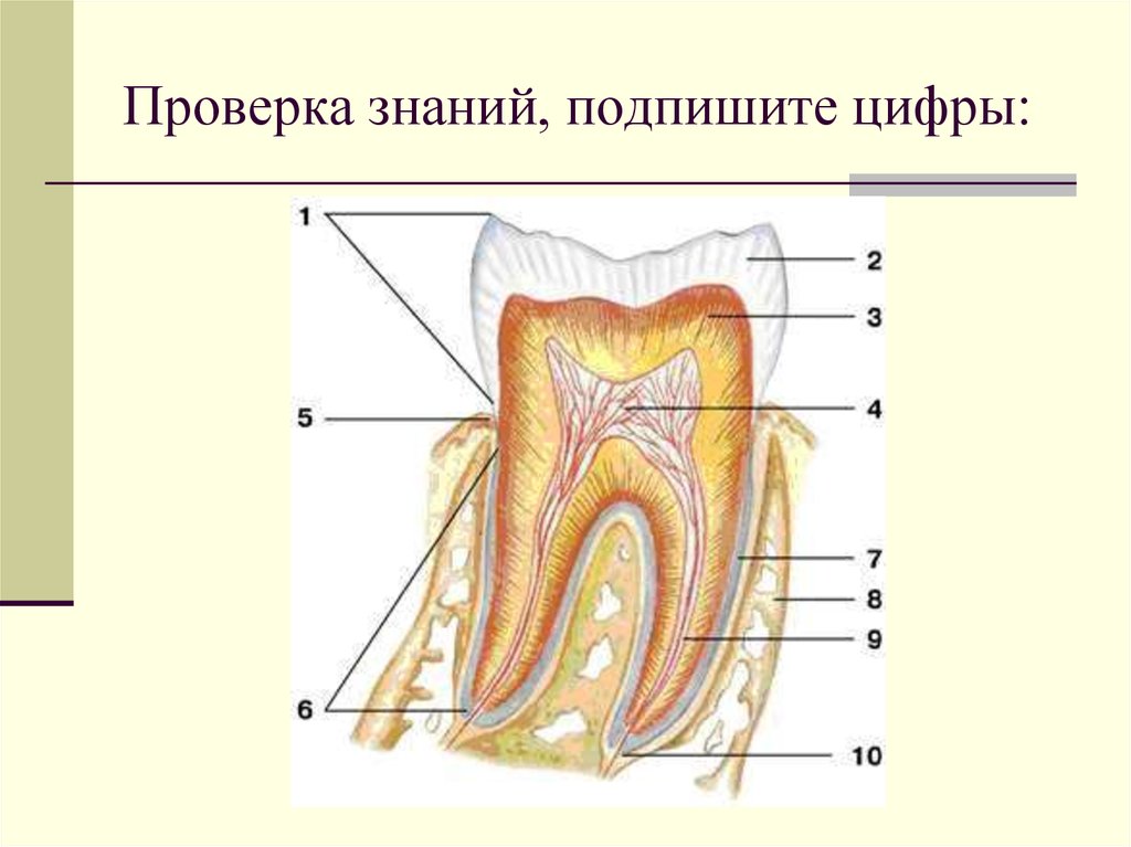 Содержимое полости рта. Пищеварение в ротовой полости анатомия. Схема пищеварения в ротовой полости. Пищеварение в ротовой полости зубы. Строение пищеварение в ротовой полости.
