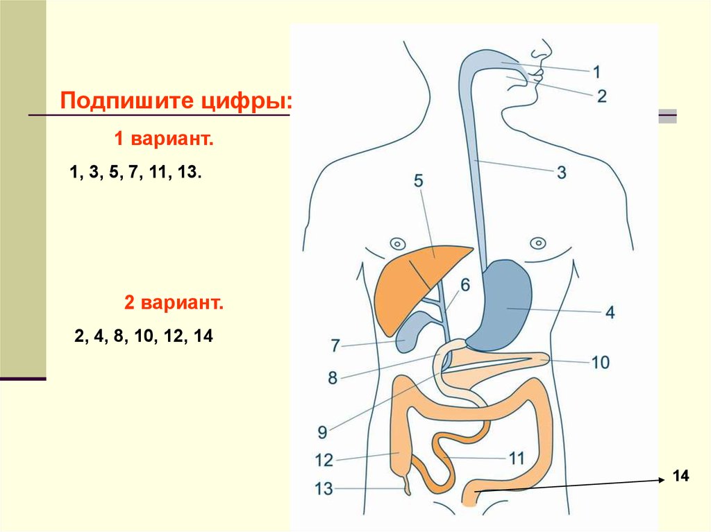 Выберите название органов пищеварительной системы в соответствии с цифрами на картинке