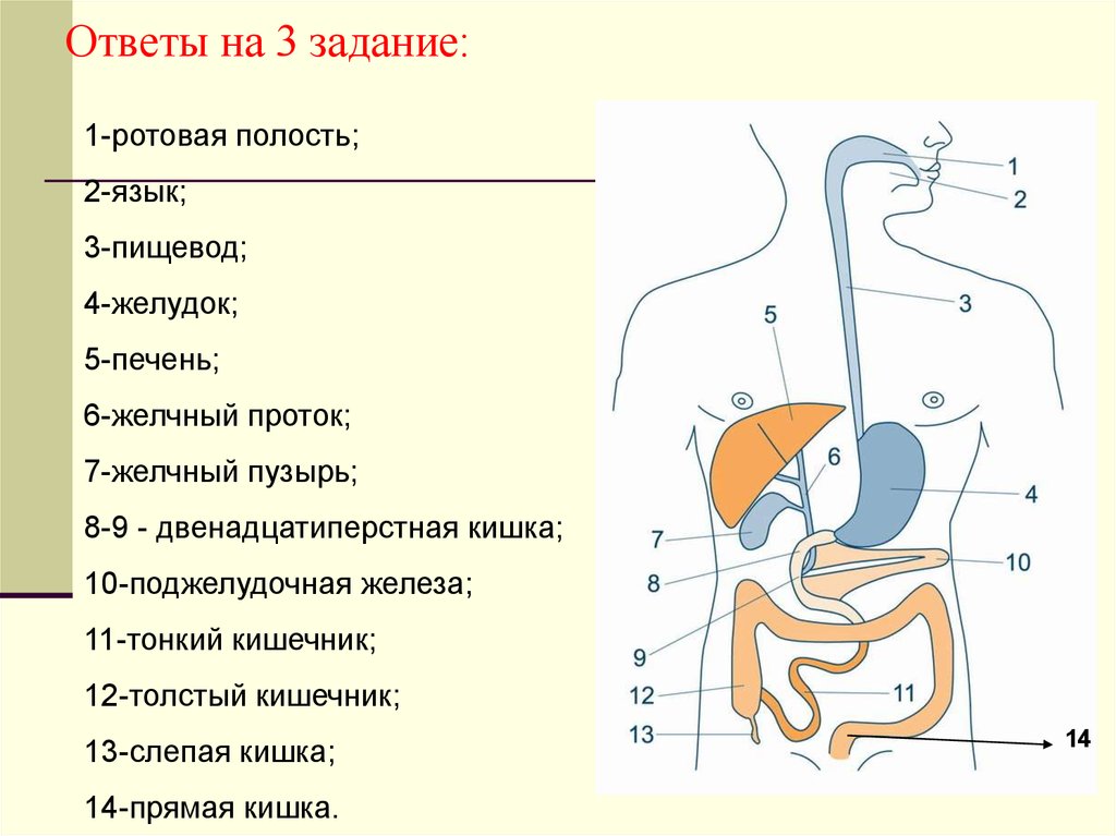 В какую систему органов входит желудок