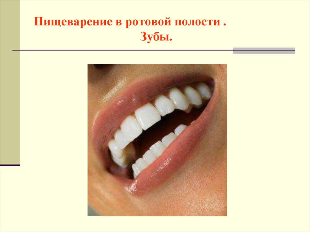 Ротовая полость зубы человека. Пищеварение в ротовой полости. Зубы пищеварение в ротовой. Ротовая полость пищеварительная система. Тема пищеварение в ротовой полости.