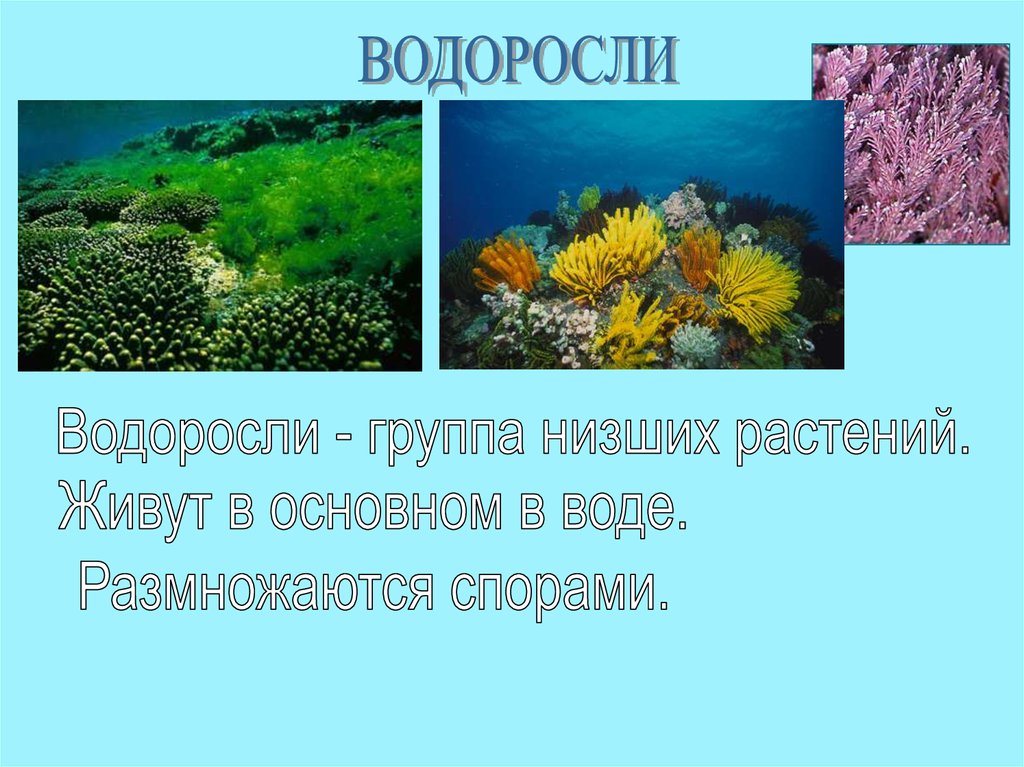 Водоросли низшие растения презентация