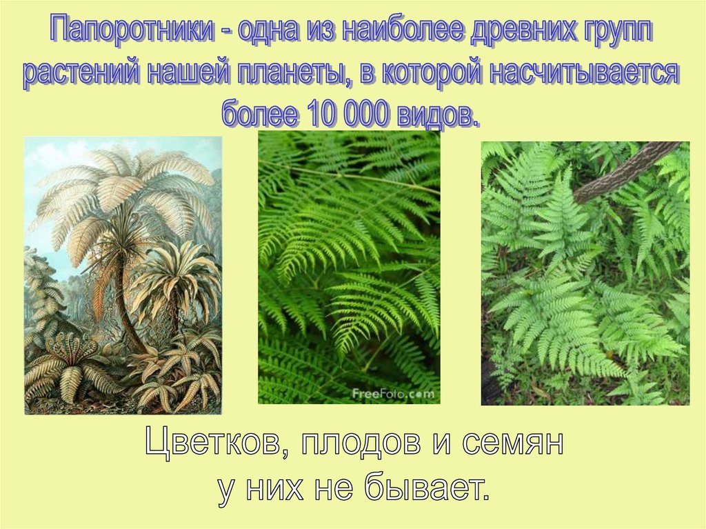 Тема папоротники 7 класс. Царство папоротниковидных цветок. Растения из группы папоротники. Царство папоротников. Группа растений папоротники.