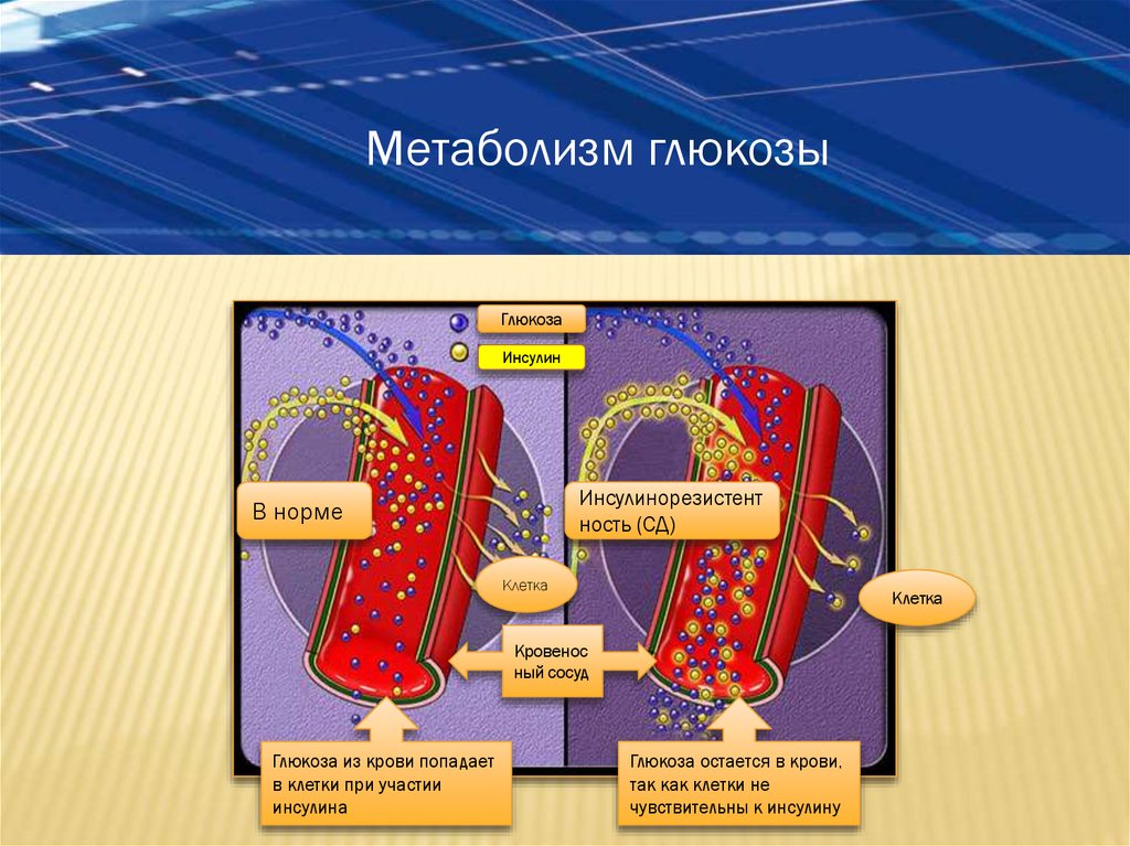 Энергетический обмен глюкозы. Метаболизм Глюкозы. Метаболизм Глюкозы в клетке. Метаболизм Глюкозы и инсулина.