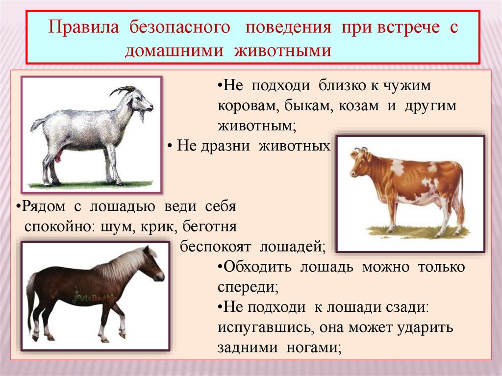 Животные как правило ответ. Правила безопасного поведения при встрече с домашними животными:. Правила безопасного поведения с животными. Правила безопасности с лошадью. Правила поведения с животными для детей.