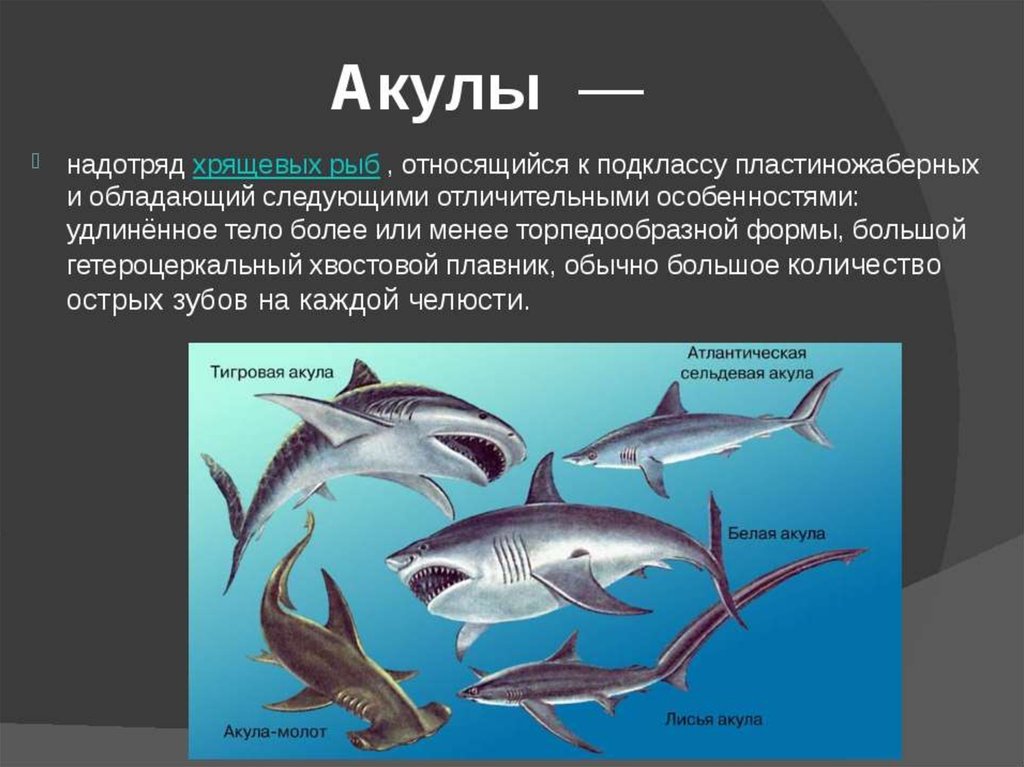 Сообщение про класс рыб. Тема по биологии 8 класс хрящевые рыбы. Виды акул. Класс хрящевые рыбы акулы. Характеристика акул.