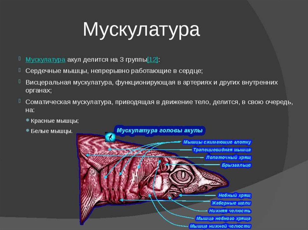 Презентация на тему хрящевые рыбы 7 класс биология