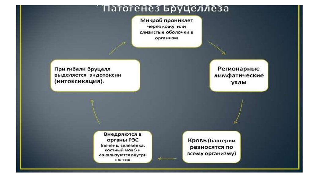 Бруцеллез презентация