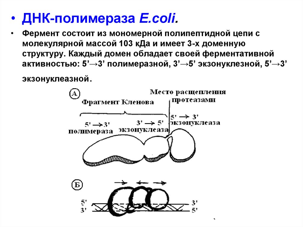 Днк полимераза 3. Процесс идущий с участием ферментов ДНК полимераз. Характеристика ДНК-полимераз e.coli. Строение ДНК полимеразы. ДНК полимераза состоит из.