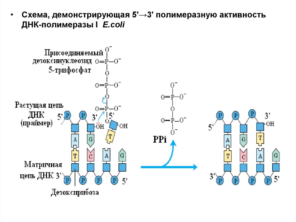 Активности днк полимераз. Схема активности ДНК. Активность ДНК‑полимеразы. Биотехнология схема. ДНК полимеразы в e.coli.