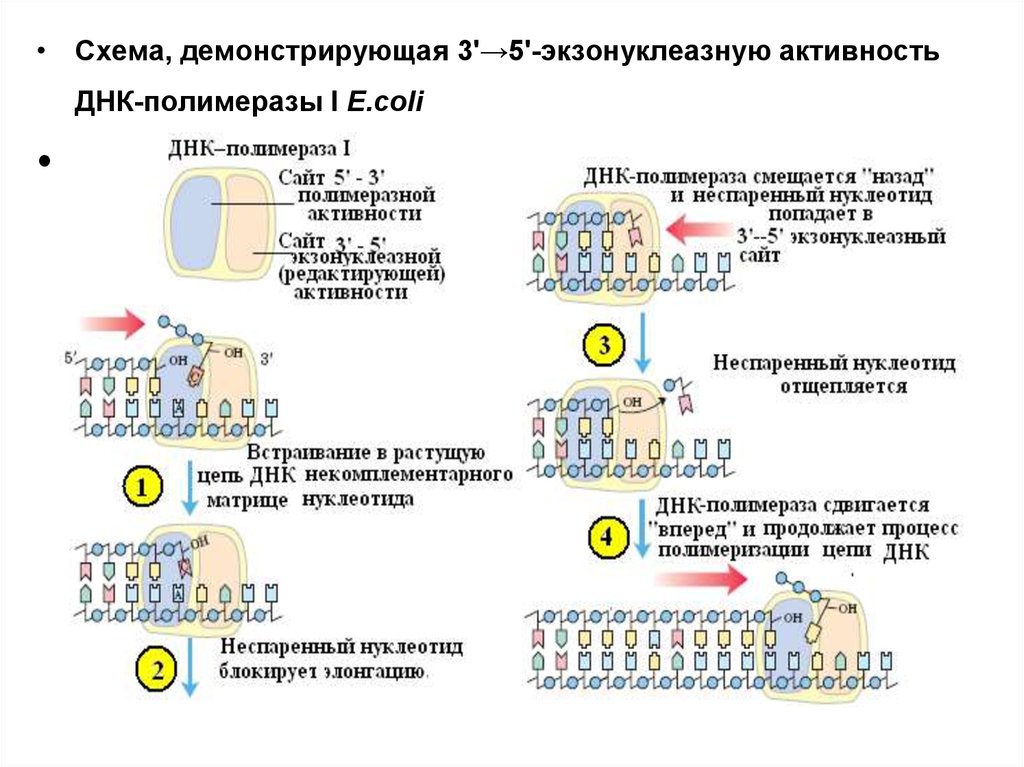 Активности днк полимераз. Экзонуклеазная активность ДНК полимеразы 1. 5 3 Экзонуклеазная активность ДНК полимеразы. ДНК полимераза 1 e coli. ДНК полимеразы в e.coli.