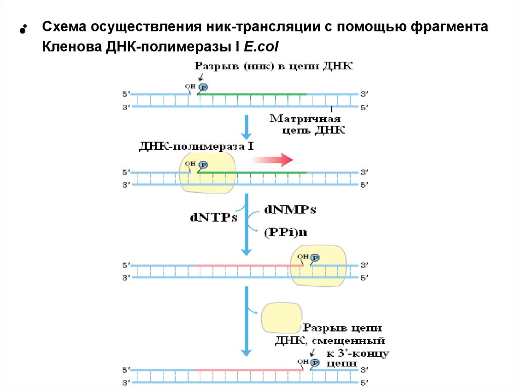 Днк полимераза содержит. Ник трансляция ДНК полимеразы 1. ДНК полимераза схема. Ник трансляция. Экзонуклеазная активность.