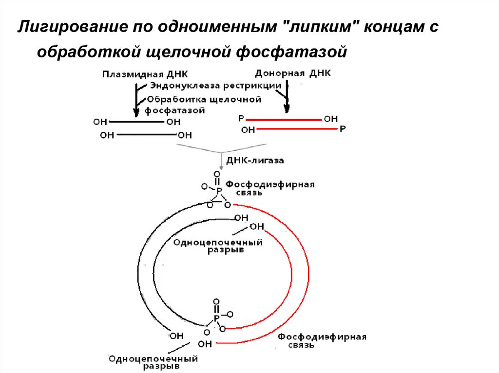 Обработка ферментом. Лигирование генная инженерия. Рестрикция плазмидной ДНК. Лигирование плазмиды. Рестрикция в генной инженерии.