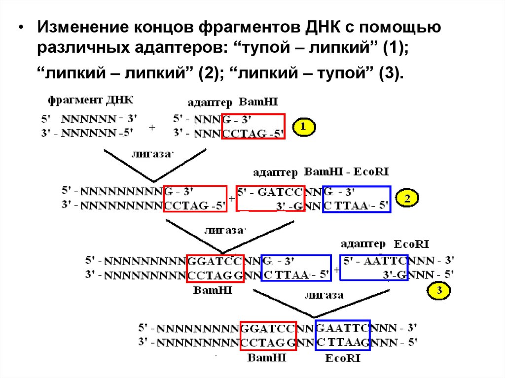 Фрагмент конца гена. Получение фрагмента ДНК. Сшивка фрагментов ДНК. Липкие концы и тупые концы ДНК. Сшивание фрагментов ДНК С тупыми концами.